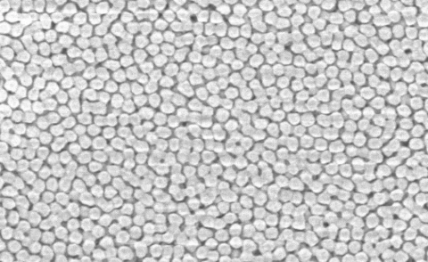 Pack of 5 Gold Nanocaps SERS Substrate (10 mm x 10 mm Active Area) – For Ultra-Sensitive Surface-Enhanced Raman Spectroscopy photo 4